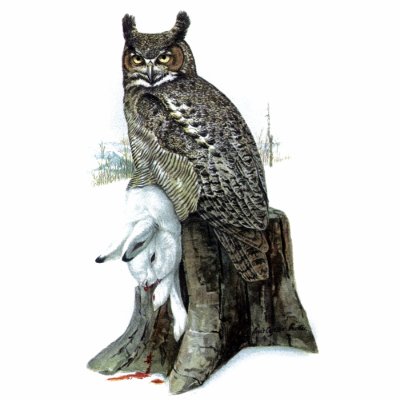 bubo