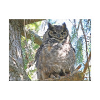 Great Horned Owl Canvas Prints