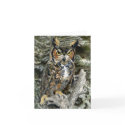 Great Horned Owl cards