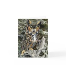 Great Horned Owl cards
