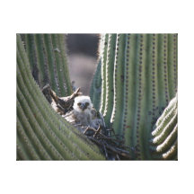 Great Horned Owl Chick Gallery Wrapped Canvas