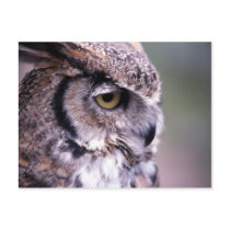 Great Horned Owl - Customized postcards by KitteasGallery Great Horned Owl - Customized postcards