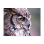 Great Horned Owl - Customized postcards