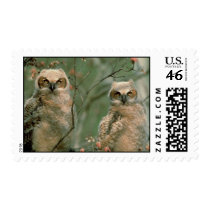 Great Horned Owl Fledglings Stamps