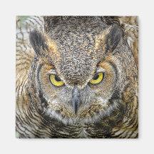 Great Horned Owl Following Eyes Fridge Magnet