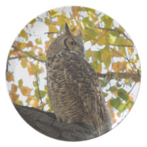 Great Horned Owl in a Tree Plate