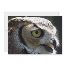 Great Horned Owl Announcements
