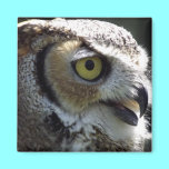 Great Horned Owl magnets