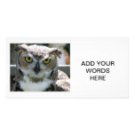 Great Horned Owl Photo Cards