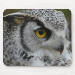 Great Horned Owl Photograph Mouse Pads