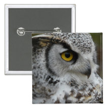 Great Horned Owl Photograph Pins