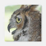 Great Horned Owl Portraits Square Magnet