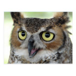 Great Horned Owl Portraits Postcard