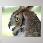 Great Horned Owl Portraits Poster Print