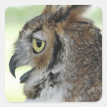 Great Horned Owl Portraits Square Sticker