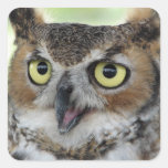 Great Horned Owl Portraits Square Sticker