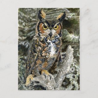 Great Horned Owl Post Card