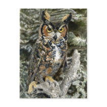 Great Horned Owl Post Card postcards