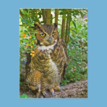 Great Horned Owl Postcard postcards