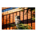 Great Horned Owl posters by almedic104 Great Horned Owl posters