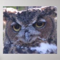 Great Horned Owl Poster