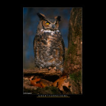 Great Horned Owl posters