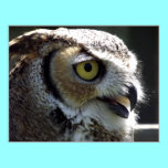 Great Horned Owl posters