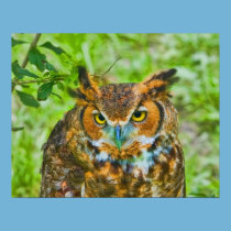 Great Horned Owl Print or Poster posters