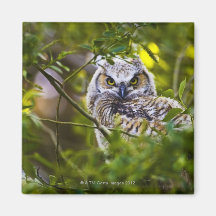 Great Horned Owlet Refrigerator Magnets