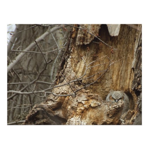 Great Horned Owlet - Wildlife Photography Print