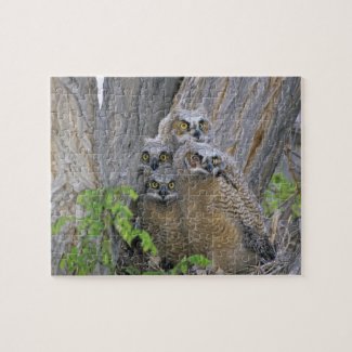 Great Horned Owlets (Bubo virginianus) nest in a Puzzles