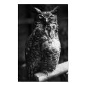 Great Horned Own posters by kahmier Great Horned Own posters