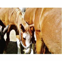 Great Horse photo sculptures by lifesphere Great Horse photo sculptures