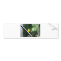 Great Kiskadee bird Amazon rain forest Bumper Sticker