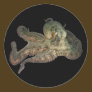 Great ocean octopus octapi