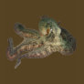 Great ocean octopus octapi