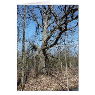 "Great Old Oak Tree" Cards