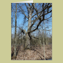 "Great Old Oak Tree" cards