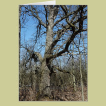 "Great Old Oak Tree" cards
