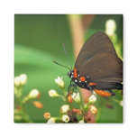 Great purple hairstreak on Common dogbane Magnets