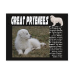 GREAT PYRENEES BREED DESCRIPTION PUPPY PHOTO postcards