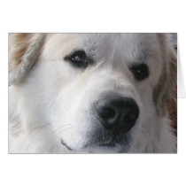 Great Pyrenees Card by greatpyrenees Great Pyrenees Card