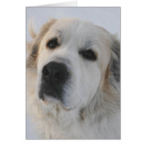 Great Pyrenees Card by greatpyrenees Great Pyrenees Card