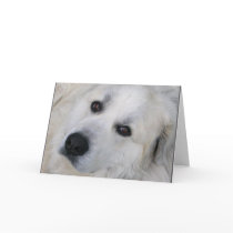 Great Pyrenees Card by greatpyrenees Great Pyrenees Card