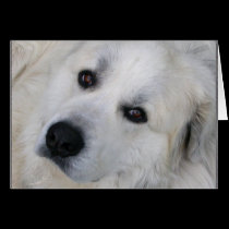 Great Pyrenees Card cards