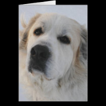 Great Pyrenees Card cards