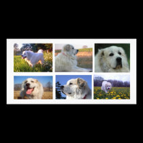 Great Pyrenees Collage photo cards