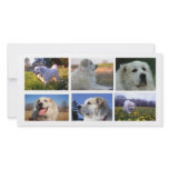 Great Pyrenees Collage Customized Photo Card