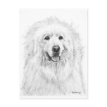 Great Pyrenees Drawing Post Card