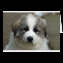 Great Pyrenees Puppy cards